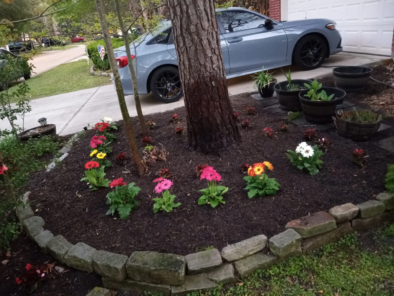 Colorful gerbera flowers planted in a mulched tree bed