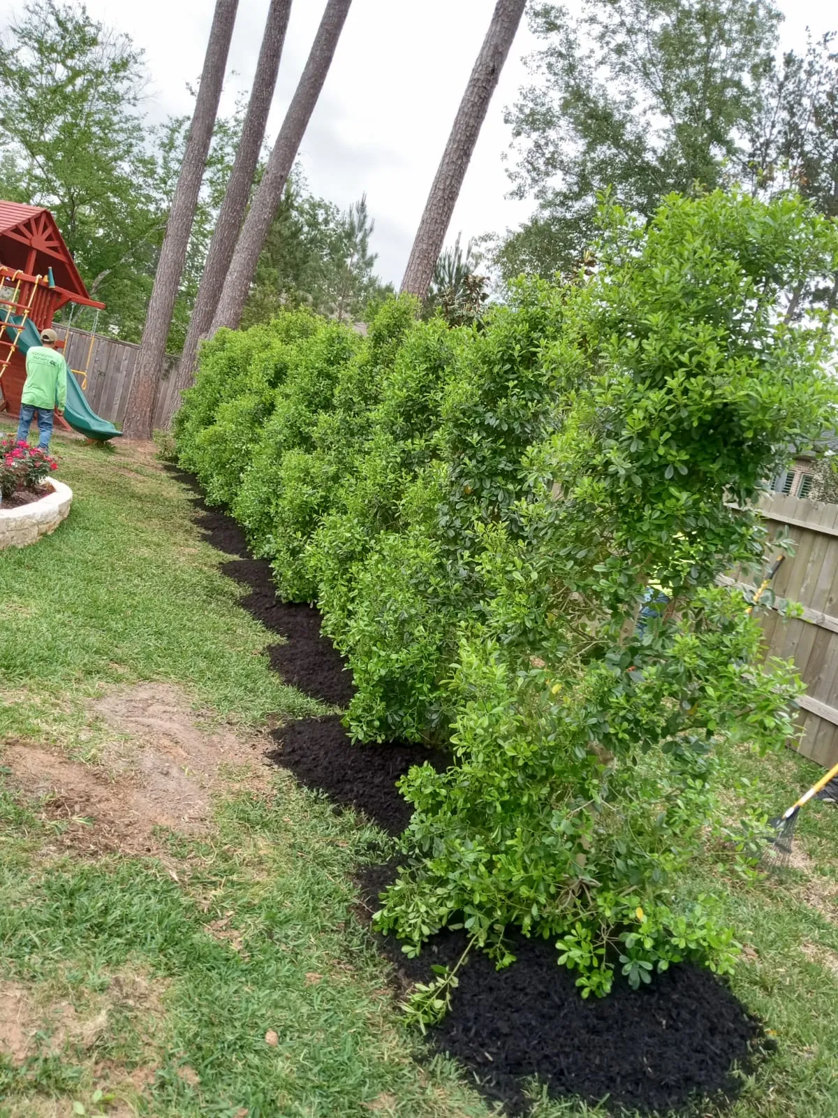 A row of green shrubs with fresh mulch along a backyard fence