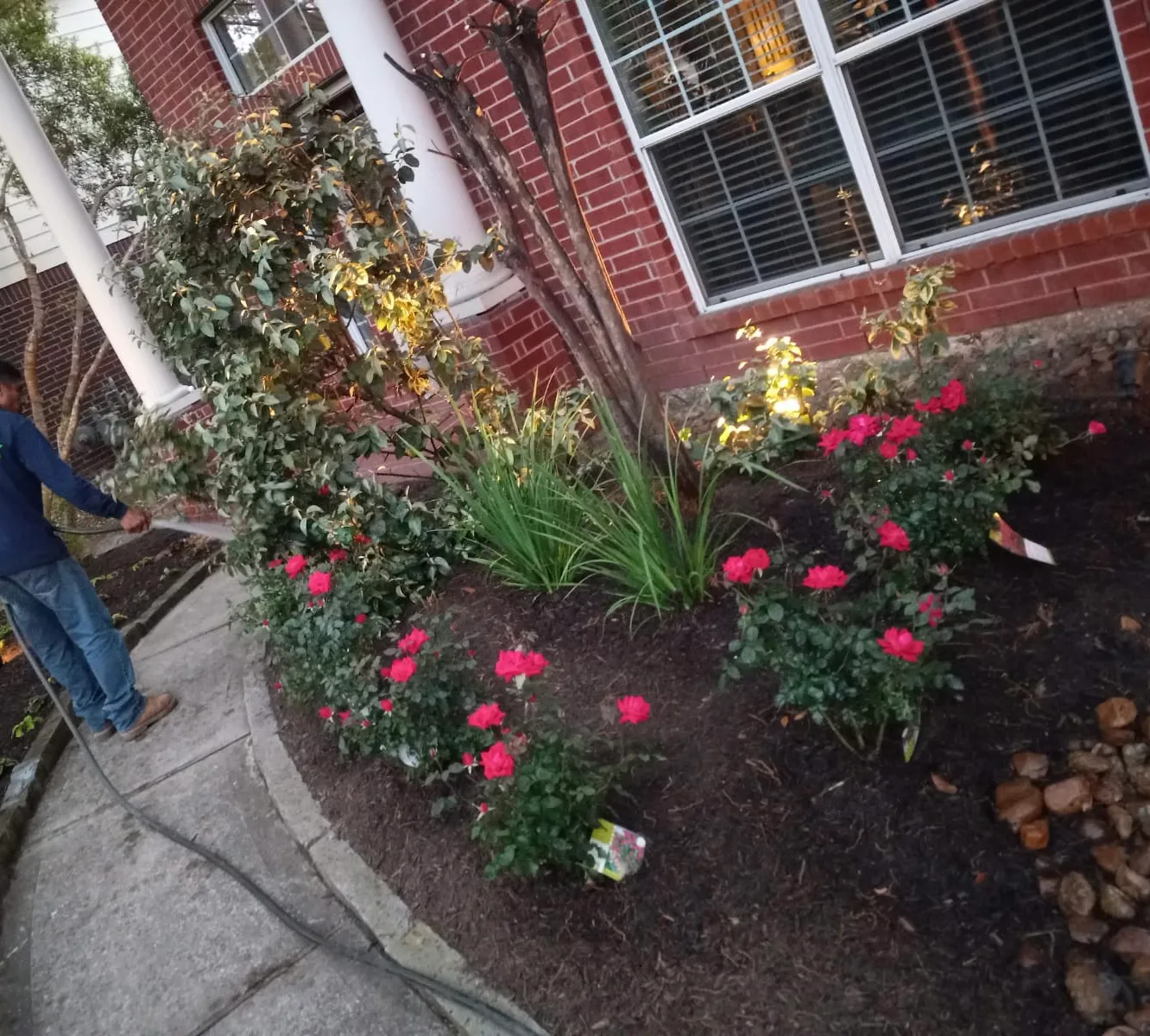 Rose bushes and flowering plants in a mulched bed beside a brick home
